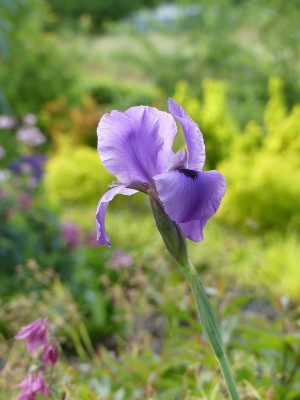 2022-05-24 Iris 'Heimdall' 3.jpg