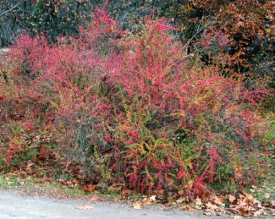 Berberis_wilsoniae003.jpg