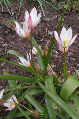 Tulipa_cretica_023.jpg