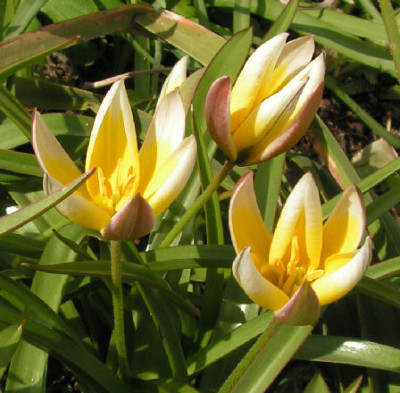 Tulipa_tarda_037.jpg