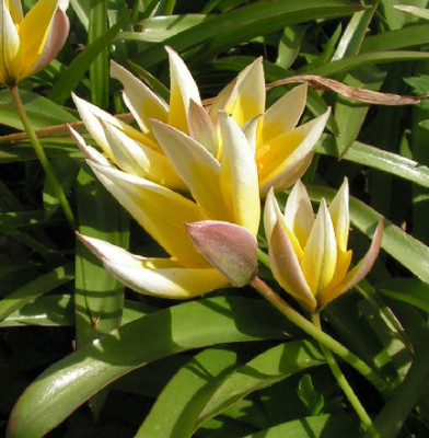 Tulipa_tarda_036.jpg