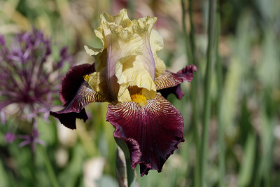 Blüte - Iris, NN Rot-Gelb # BH.jpg