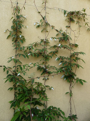 2022-05-24 Actinidia tetramera var. maloides 1.jpg