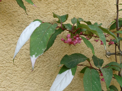 2022-05-24 Actinidia tetramera var. maloides 2.jpg