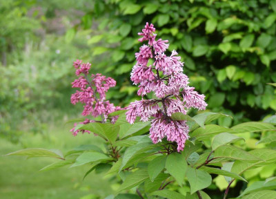 2022-05-24 Syriinga yunnanensis 1.jpg