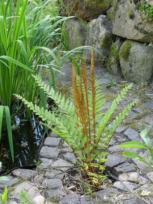 2022-05-22 Osmunda cinnamomea.jpg