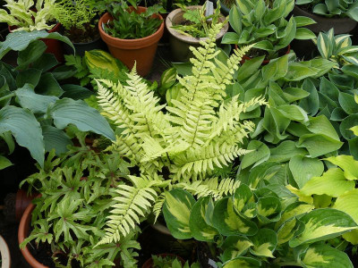 2022-05-23 Dryopteris kyotensis.jpg
