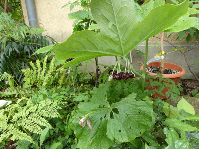 2022-05-24 Podophyllum versipelle 1.jpg
