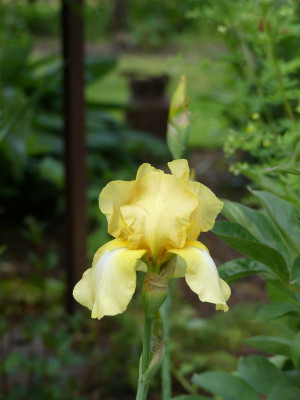 2022-05-24 Iris 'Hermann Hesse' 1.jpg