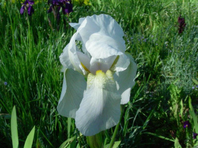 Iris germanica 'Florentina' DSCN2304.JPG