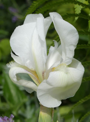 2022-05-24 Iris 2.jpg