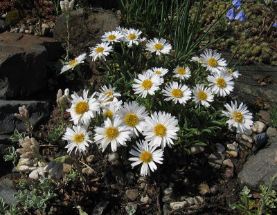 IMG_7061_Aster_alpinus_21Mai2022_.jpg