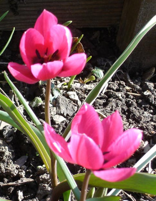 tulpen08.jpg