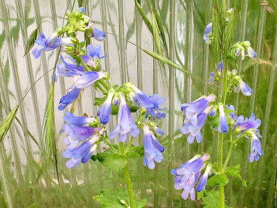 2022-05-22 Penstemon ovatus (Absaat).jpg