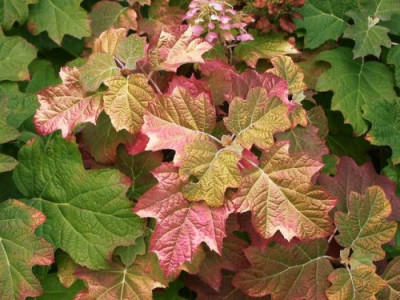 Hydrangea_quercifolia_2.jpg