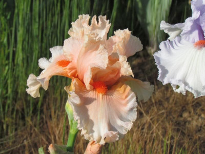 TB Tropical Passion.JPG