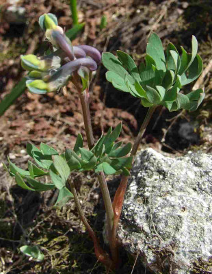 Corydalis_cf_alpestris_KackarDagi.jpg
