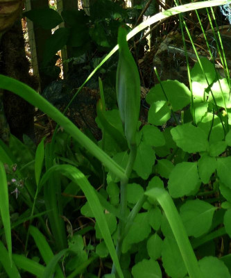 Iris chrysographes 22 a.jpg