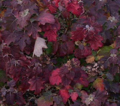 Hydr._quercifolia002.jpg