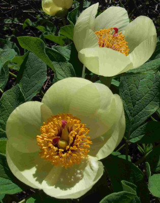 Paeonia_cf_wittmanniana.jpg