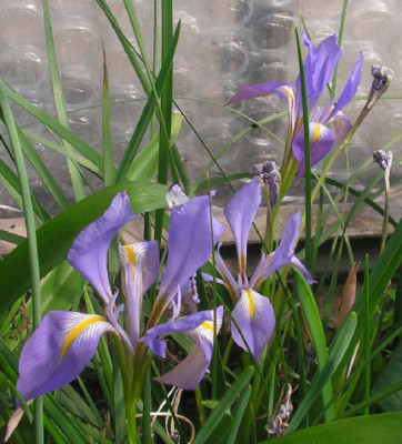 Iris_011.jpg