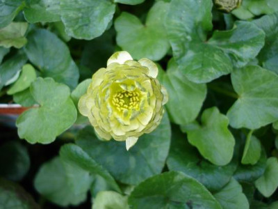 Groenanderung_DSC03364.JPG