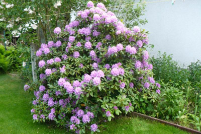 Borkers Garten 005.jpg