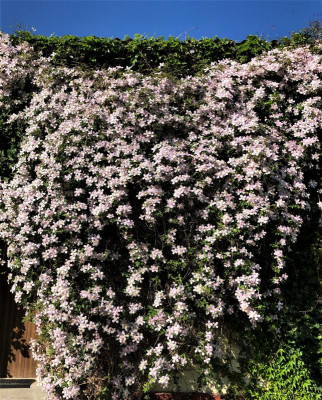 Clematis Mai 2022.jpg