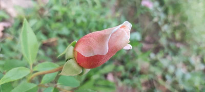 IMG_20220525_203223.jpg