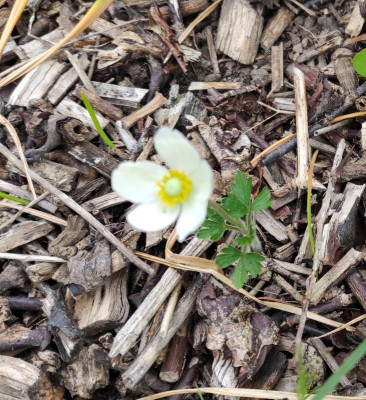 Anemone_1.jpg