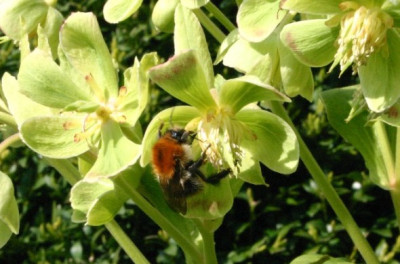 hummel.JPG