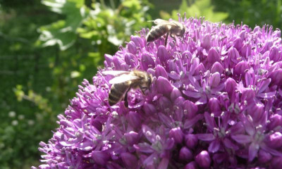 Zierlauch-Bienen.jpg