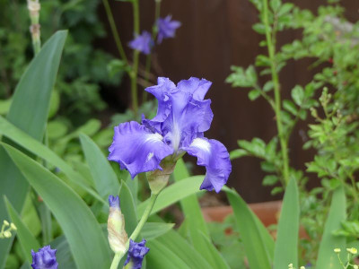 2022-05-26 Iris 'Victoria Falls'.jpg