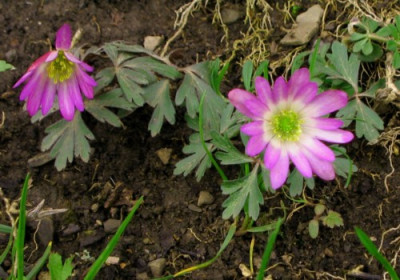 Anemone_blanda_Violet_Star_08.jpg