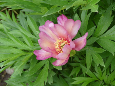 2022-05-26 Paeonia 'Julia Rose'.jpg