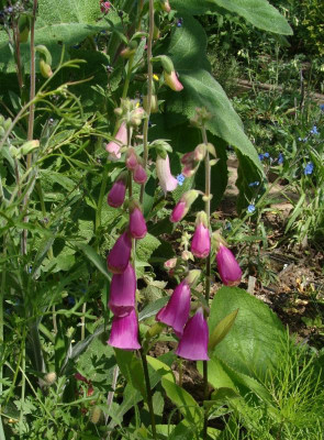 Digitalis minor22.jpg