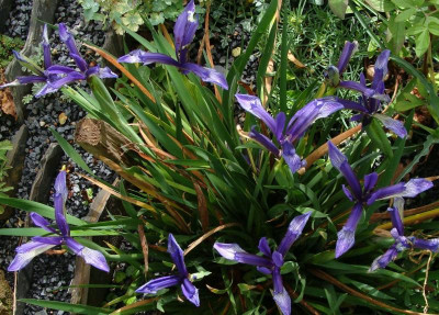 Iris sintenisii22.jpg