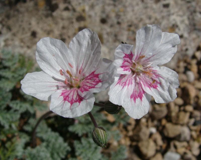 Erodium David Crocker22-1.jpg