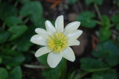 Randalls_White_Blute.jpg