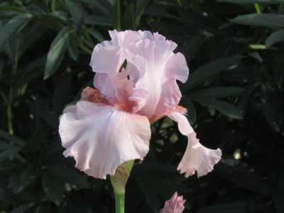 TB Blushing Pink.JPG