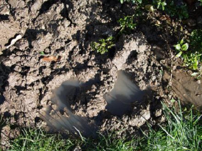 Gartenbilder_075.jpg