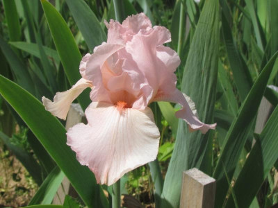 TB Pink Attraction.JPG