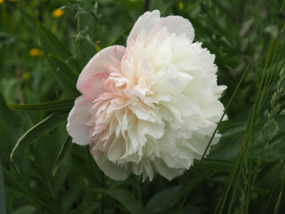 Paeonia officinalis Alba Plena P5100156.JPG