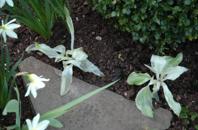 Hosta_White_Feather_1_15-04-2008.jpg