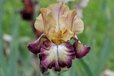 Thunder Echo # BH.jpg