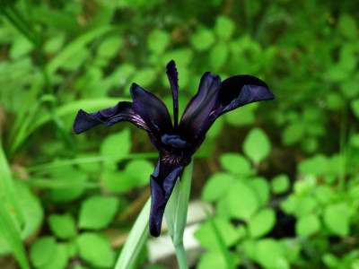 Iris chrysographes 22 b.jpg
