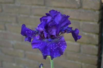 D8423.JPG