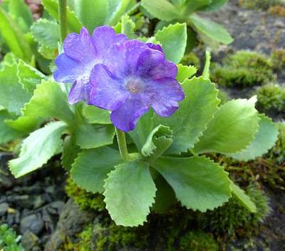 Primula_marginata_fars_2008.jpg