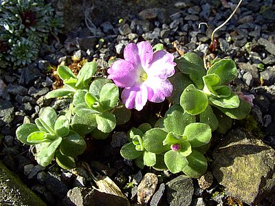 Primula_allionii_6_fars_2008.jpg
