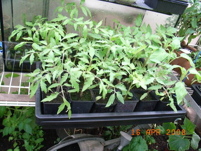 Tomaten_2x12sorten.JPG